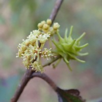 Terminalia anogeissiana Gere & Boatwr.